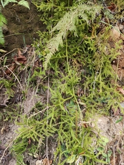 Lycopodium japonicum