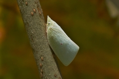 Colgaroides acuminata