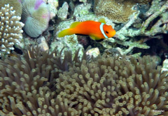 Amphiprion nigripes
