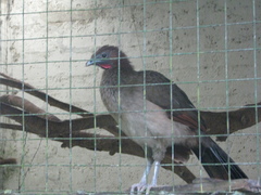 Ortalis erythroptera