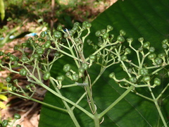 Leea macrophylla