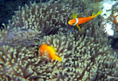 Amphiprion nigripes