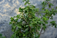 Condalia hookeri