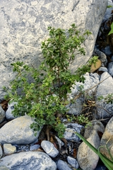 Condalia hookeri
