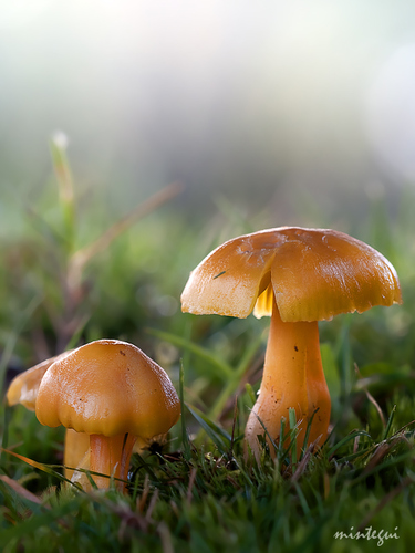 Oily Waxcap