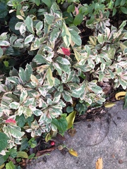 Excoecaria cochinchinensis