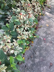 Excoecaria cochinchinensis