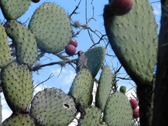 Opuntia streptacantha