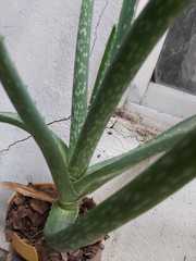 Aloe