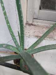 Aloe