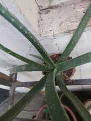 Aloe