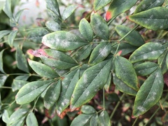 Erysiphe berberidis