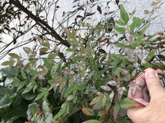Erysiphe berberidis