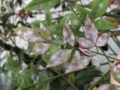 Erysiphe berberidis