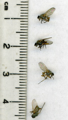 Pegomya hyoscyami group