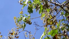 Dendroviguiera quinqueradiata