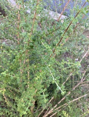 Lippia micromera