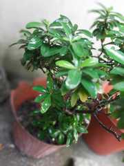 Angiospermae