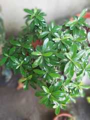Angiospermae