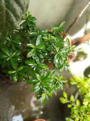 Angiospermae
