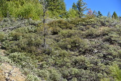 Arctostaphylos nissenana