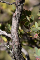 Arctostaphylos nissenana
