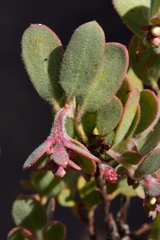 Arctostaphylos nissenana