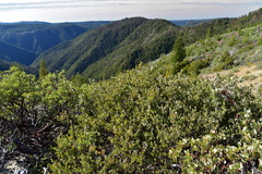 Arctostaphylos nissenana