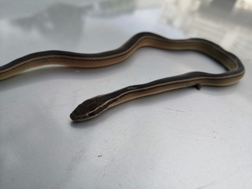 Faded Black-striped Snake