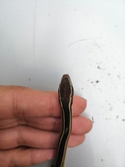 Coniophanes schmidti