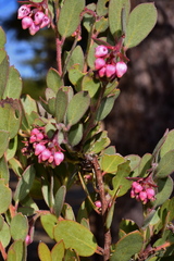 Arctostaphylos nissenana