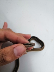 Coniophanes schmidti