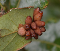 Atrusca carolina