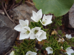 Veronica macrantha macrantha