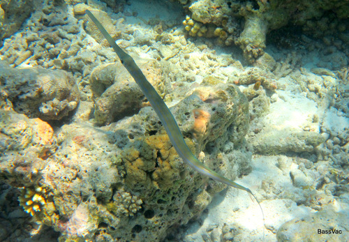 Blue-spotted Cornetfish — seen at this dive site