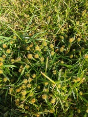 Cyperus brevifolioides