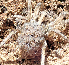 Tasmanicosa gilberta