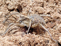 Tasmanicosa gilberta