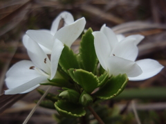 Veronica macrantha macrantha