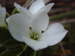Veronica macrantha macrantha