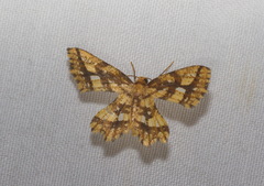 Fritillerinnys clathraria