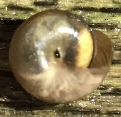 Ventridens intertextus