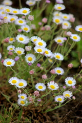 Erigeron filifolius