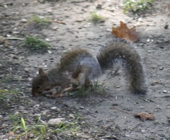 Cuterebra emasculator