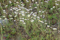 Erigeron filifolius