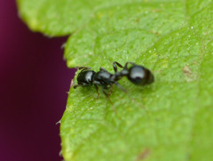 Temnothorax obturator