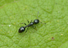 Temnothorax obturator