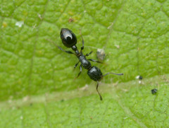 Temnothorax obturator