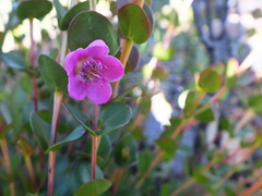 Hypocalymma speciosum