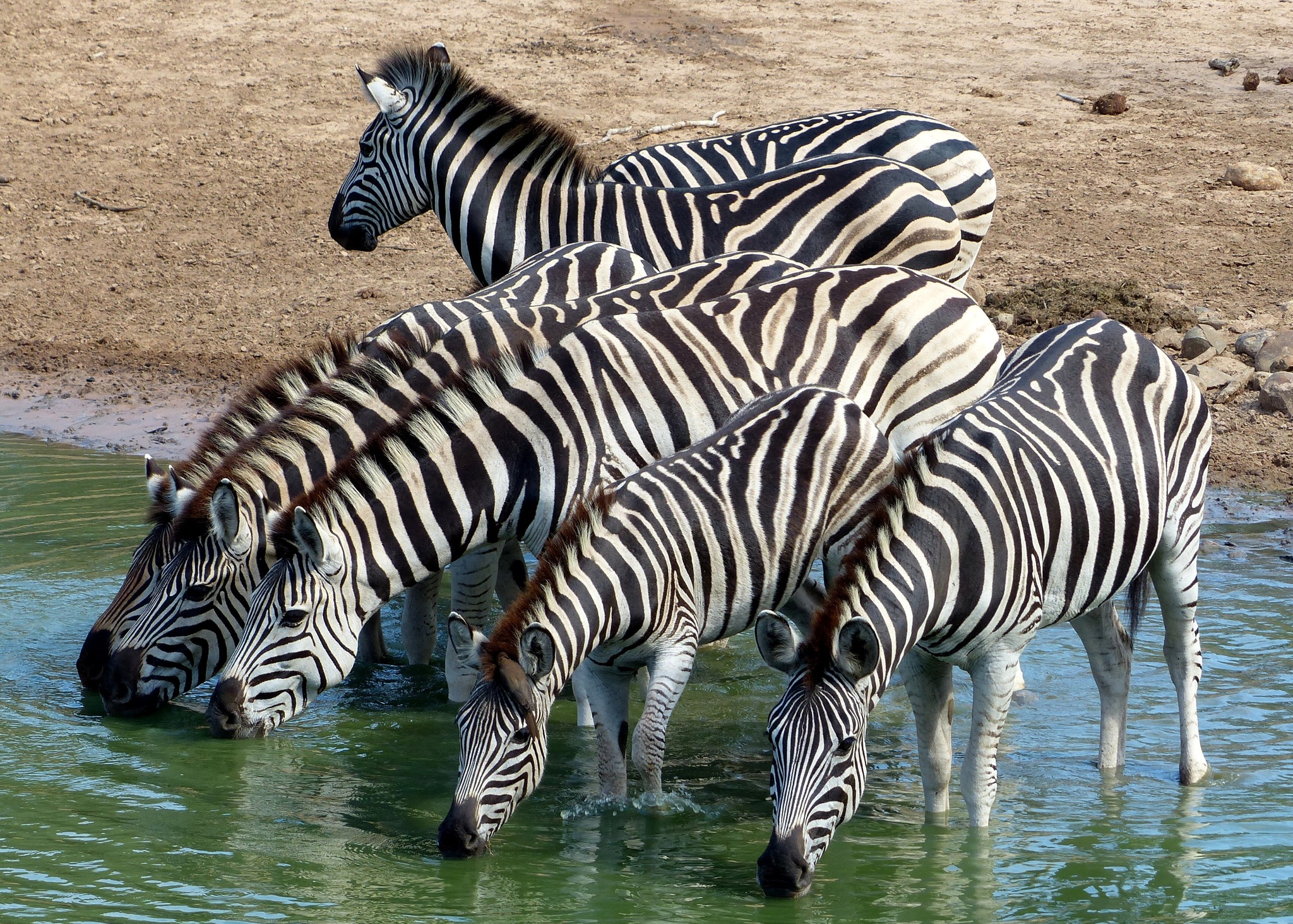 チャップマンシマウマ (亜種 Equus quagga chapmani) · iNaturalist